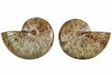 Jurassic Cut & Polished Ammonite Fossil #215984-1